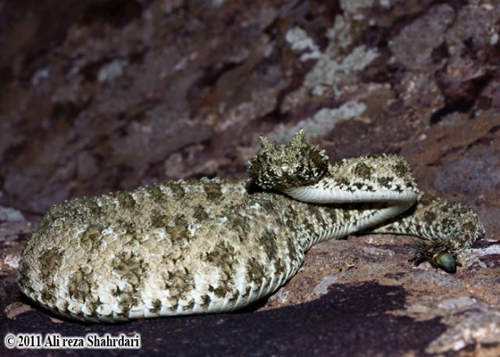 蛛尾拟角蝰 蛇身蜘蛛尾的特别奇型种看上去超