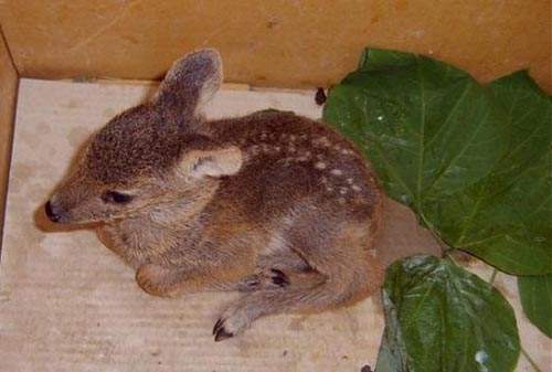 撿野生動物回家養？這樣真的好嗎......