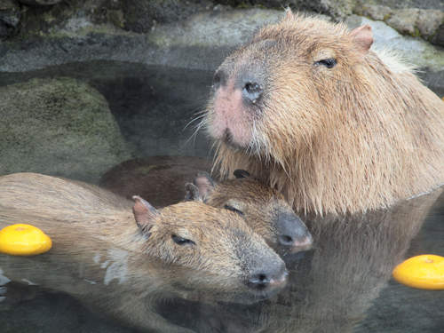 小動物洗澎澎~真是太療癒 (´・ω・`)  小動物洗澎澎~真是太療癒 (´・ω・`)