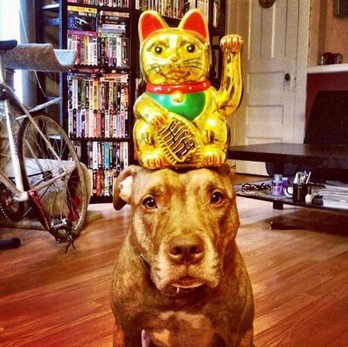 頂上功夫指定遊戲  牠的頭只會越來越低.....