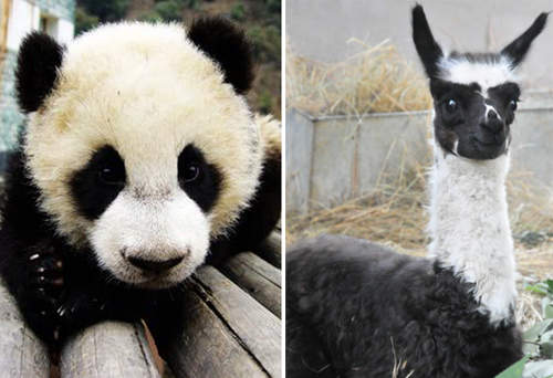 杭州《黑白羊駝》誕生　難道牠想搶貓熊飯碗嗎XDD