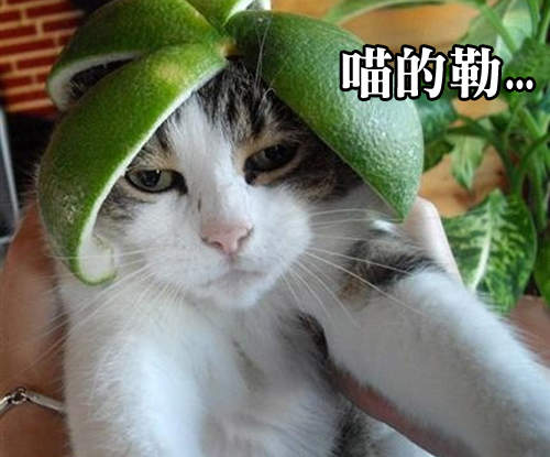 《裝備頭盔的貓》防禦力+100 喵～ヽ( Φ౪Φ)ﾉ