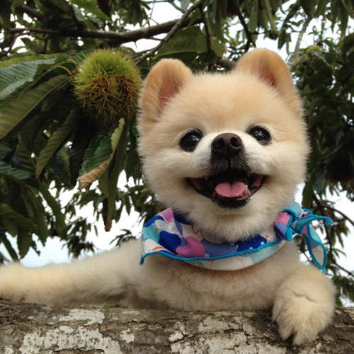 日本人氣寵物名 你家狗狗的名字也上榜了嗎 宅宅新聞