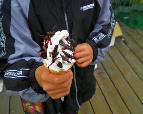 獵奇《蝗蟲冰淇淋》嚼起來嘎 蹦 脆，充滿雞肉味？