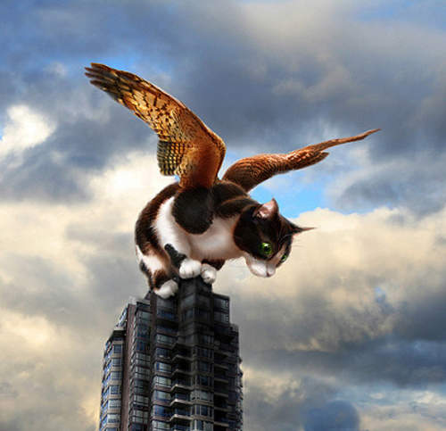 詭異《死貓死鳥直昇機》網友稱地獄默示錄藝術品 詭異《死貓死鳥直昇機》網友稱地獄默示錄藝術品