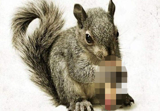 恐怖電影《食人松鼠》看到他在吃什麼的瞬間我哭了....... 恐怖電影《食人松鼠》看到他在吃什麼的瞬間我哭了.......