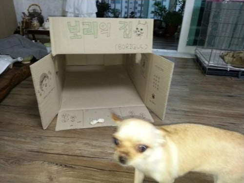 韓網友的《紙箱狗屋》竟然還有密碼鎖XDD 韓網友的《紙箱狗屋》竟然還有密碼鎖XDD