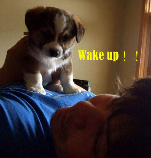 Good Morning！！《狗狗叫床法》主人~~你是要睡到天荒地老嗎？