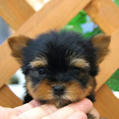 2013強運《動物顏》這次要用面相來預測運勢w