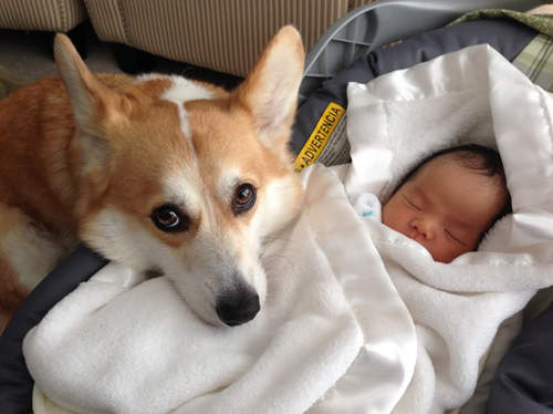 《守在孩子身旁的柯基》你怎麼會貼心成這樣 好想把你抱回家❤