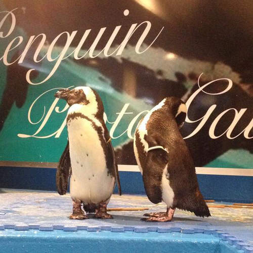 東京都內唯一《企鵝酒吧》用餐同時還有企鵝可以看喔♥ 東京都內唯一《企鵝酒吧》用餐同時還有企鵝可以看喔♥