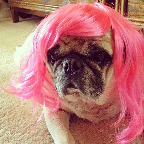 《巴哥犬戴假髮》媽媽說我長得美（撥頭髮）