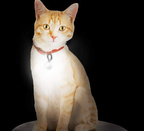 《寵物項圈燈》讓你家的貓貓狗狗盡情在夜裡發光～（？）