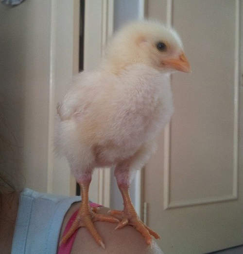 韓網友《曬雞文》竟意外引起廣大迴響喔◕>◕