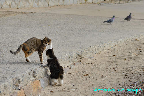 《貓的惡作劇》看看淘氣貓是怎麼捉弄同伴吧~~ 《貓的惡作劇》看看淘氣貓是怎麼捉弄同伴吧~~