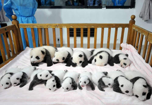 成都《14隻貓熊》超萌亮相 可惡,想摸~ 成都《14隻貓熊》超萌亮相 可惡,想摸~