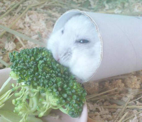 捲筒式哈姆太郎?就連吃飯也要帶著捲筒一起移動ෆ◕ㅂ◕ෆ 捲筒式哈姆太郎?就連吃飯也要帶著捲筒一起移動ෆ◕ㅂ◕ෆ