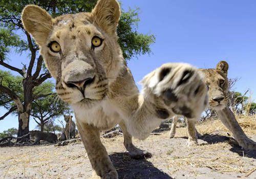 《野生獅子超近距離攝影》見識大貓肉球的威力