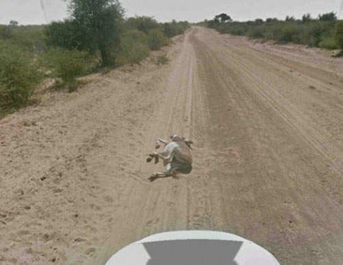 Google街景車撞驢事件　撞傷地上驢子的兇手是．．．