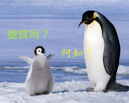 爆紅《企鵝撲蝴蝶》影片 比美女追蝶更養眼