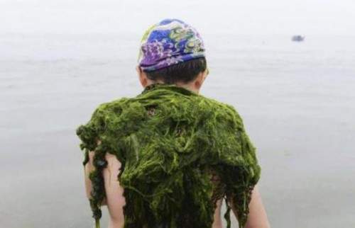 《詭異綠藻海》這就是嚴重的海水汙染