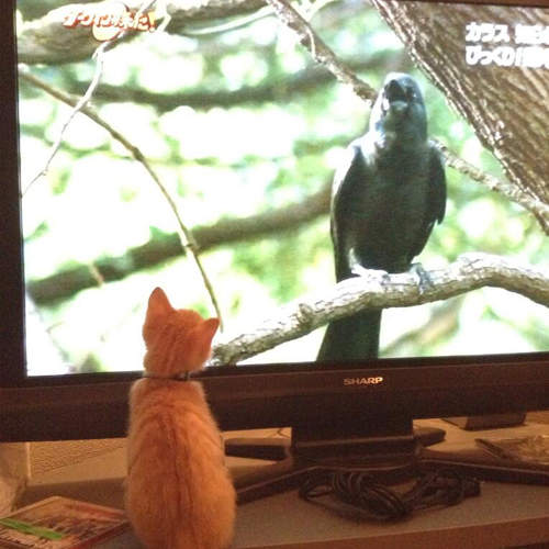 日本貓咪間的高收視率節目竟然是烏鴉特集？(*oΦ∀Φ*)o