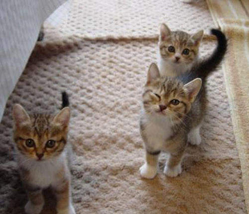 2013卡卡超萌寵物大回顧 意外的熱門寵物冠軍竟然是...Σ(Д゚;/)/ 2013卡卡超萌寵物大回顧 意外的熱門寵物冠軍竟然是...Σ(Д゚;/)/