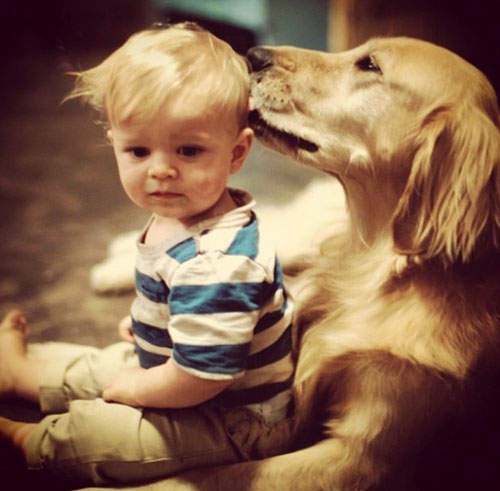 《願意為孩子付出一切的狗》這實在是太感人了T^T 《願意為孩子付出一切的狗》這實在是太感人了T^T