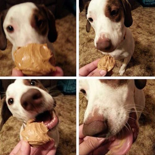 Instagram《#寵物花生醬》主人的快樂就建築在寵物的醜態上XD