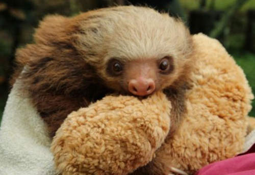 敲可愛《樹懶實境秀》看著看著我也想倒下了 Zzzz.... 敲可愛《樹懶實境秀》看著看著我也想倒下了 Zzzz....