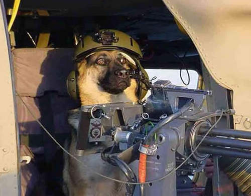 《決勝時刻：魅影》最亮點就是～CoD軍犬（汪）