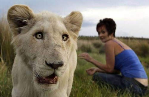 兇猛《獅子旅館》其實牠們就是牙齒很大根的大貓❤