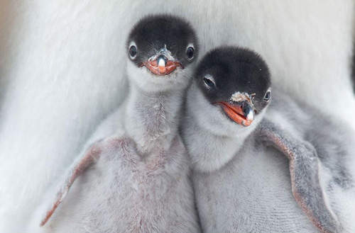 2013《國家地理旅行者攝影大賽》之精選野生動物篇