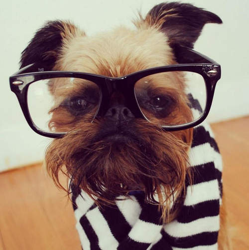 逗趣《眼鏡狗》~難道是近視太深嗎？www