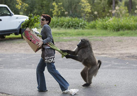 《南非狒狒》擅闖民宅 其實是搶救同伴大作戰？
