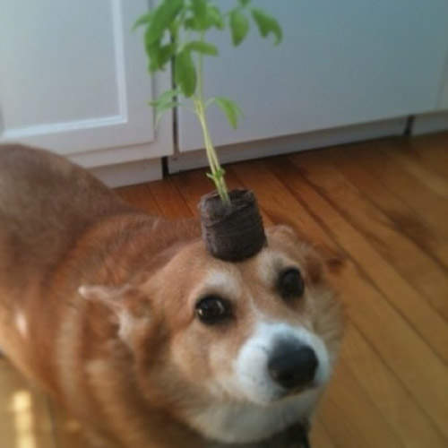 《最可愛的駭客？》怎麼一打開instagram都是柯基犬......