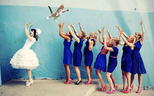 新娘《捧貓》?以後婚禮上都得準備一隻喵? 新娘《捧貓》?以後婚禮上都得準備一隻喵?