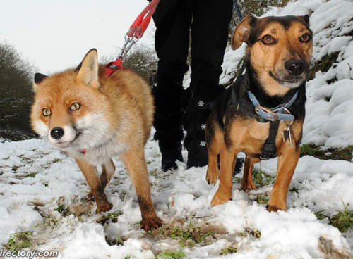 以為自己是狗狗的狐狸 跟狗朋友一起去散步汪嗚~ 以為自己是狗狗的狐狸 跟狗朋友一起去散步汪嗚~