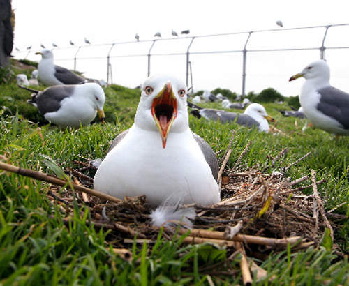 海貓島（蕪島）　到了黑尾鷗繁殖地要提防天上的海鷗炸彈喔