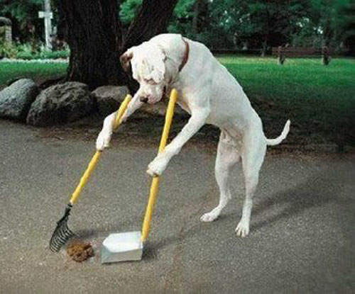 狗便包裹快遞　溜狗不清的主人要小心了(請簽收)