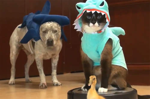 2013《Youtube動物影片 TOP 10》 動物也不是只有可愛而已