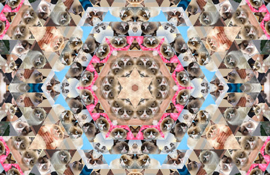 《貓的萬花筒》滿滿的都是小萌貓>////<