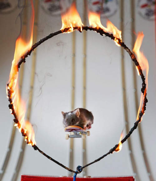 《極限老鼠》牠們也有耍帥的權力啦~~ 《極限老鼠》牠們也有耍帥的權力啦~~