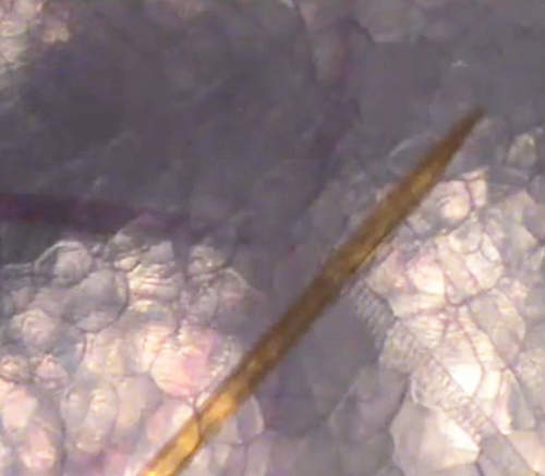 蚊子叮咬仔細看　顯微鏡下的吸血過程全公開