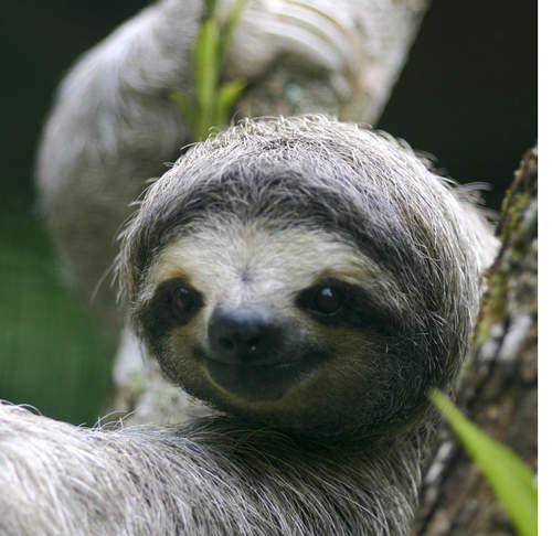 《樹懶的人生哲學》其實真的不用活得這麼辛...苦...（慢）