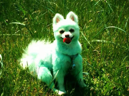 《彩色博美》想拍MV就要跟人家不一樣 《彩色博美》想拍MV就要跟人家不一樣