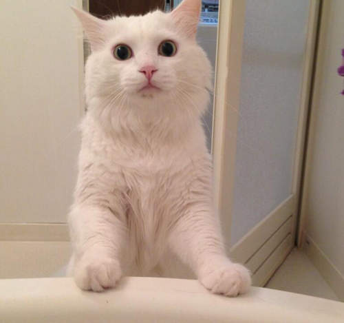 貓咪為什麼喜歡剛洗好澡的你?(靠近) 貓咪為什麼喜歡剛洗好澡的你?(靠近)