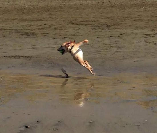 《悲劇的全景拍攝》這根本是異次元景象