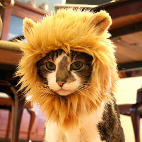 《貓的獅子帽》讓貓咪瞬間變獅子之重點其實是背影ෆ◕ㅂ◕ෆ 《貓的獅子帽》讓貓咪瞬間變獅子之重點其實是背影ෆ◕ㅂ◕ෆ