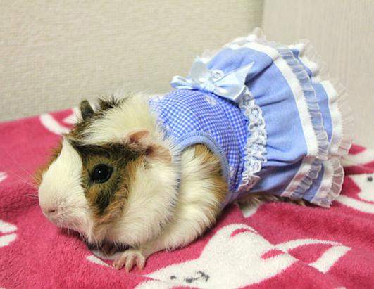 《寵物鼠特製衣》總算不只是貓狗的天下啦～